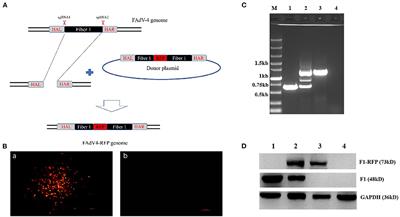 A Novel Fiber-1-Edited and Highly Attenuated Recombinant Serotype 4 Fowl Adenovirus Confers Efficient Protection Against Lethal Challenge